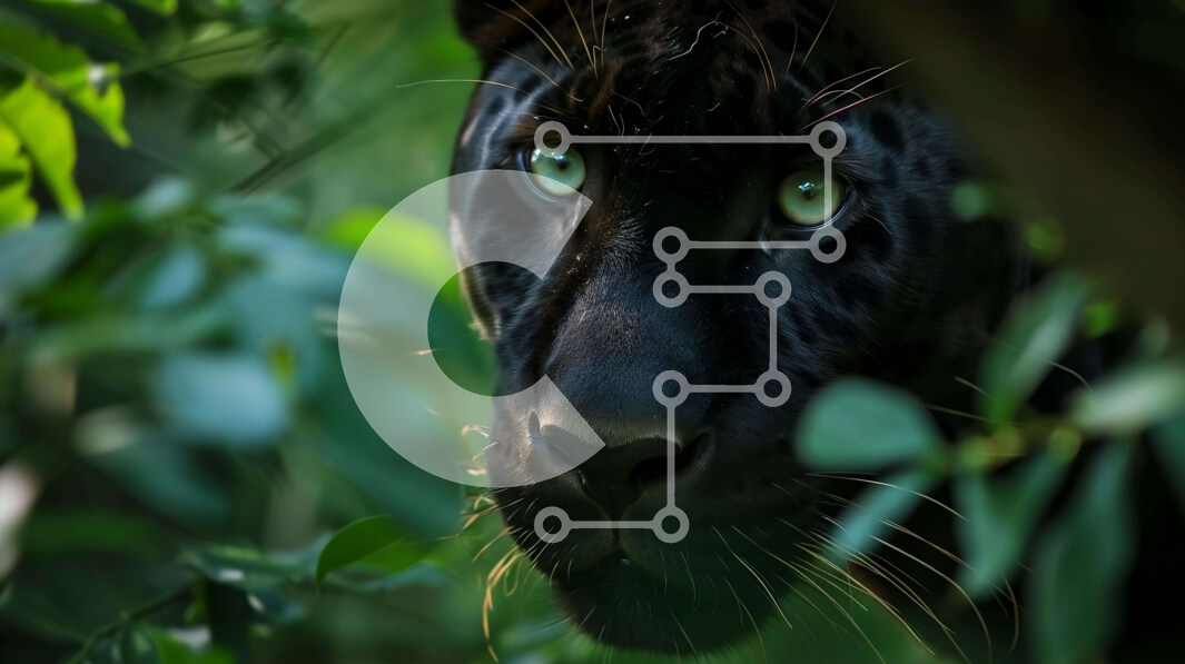 Σετ των 2 Intra Συλλεκτικό Ξύλινο Παζλ Plywood  4mm - Μαύρο Jaguar που κρυφοκοιτάζει από πίσω από τα φύλλα στο δάσος Σε Ξύλινο Κουτί - Διαστάσεις: 10x10 cm – 25 κομμάτια