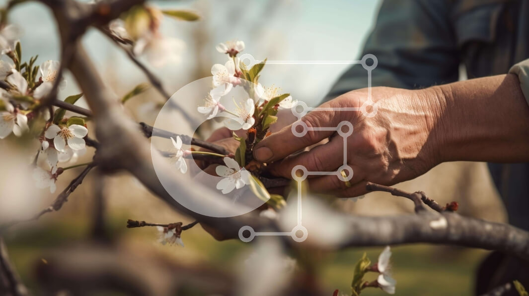 Intra Συλλεκτικό Ξύλινο Παζλ Plywood  4mm - Άτομο που εργάζεται στο κλαδί αμυγδαλιάς Σε Ξύλινο Κουτί - Διαστάσεις: 10x10 cm – 25 κομμάτια