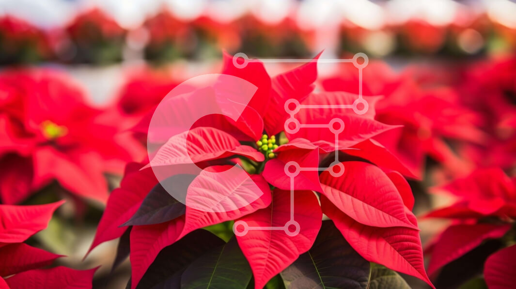 Intra Συλλεκτικό Ξύλινο Παζλ Plywood  4mm - Κόκκινα λουλούδια Poinsettia σε πλήρη άνθιση Σε Ξύλινο Κουτί - Διαστάσεις: 10x10 cm – 25 κομμάτια