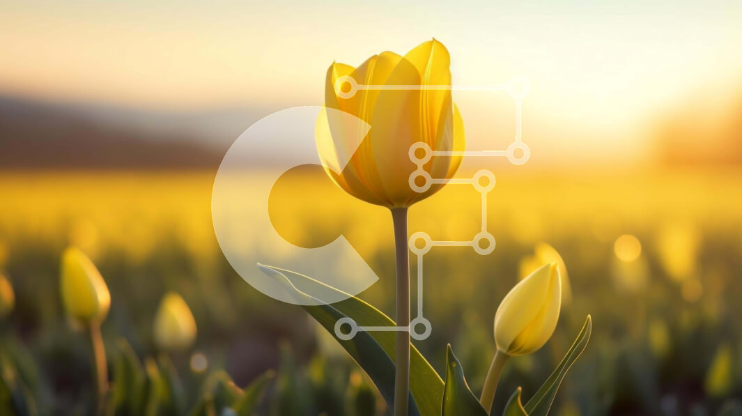 Intra Συλλεκτικό Ξύλινο Παζλ Plywood  4mm - Όμορφη κίτρινη τουλίπα στο πεδίο ηλιοβασιλέματος Σε Ξύλινο Κουτί - Διαστάσεις: 10x10 cm – 25 κομμάτια