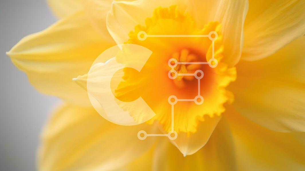 Intra Συλλεκτικό Ξύλινο Παζλ Plywood  4mm - Ζωντανό κίτρινο λουλούδι σε πλήρη άνθιση Σε Ξύλινο Κουτί - Διαστάσεις: 10x10 cm – 25 κομμάτια