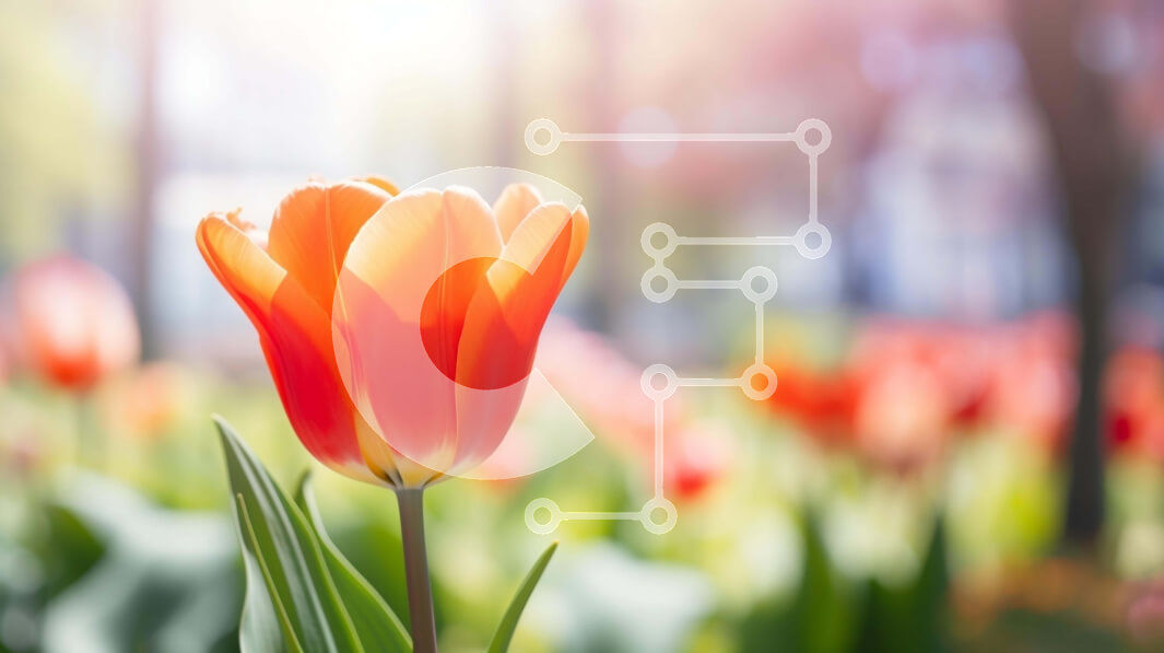 Intra Συλλεκτικό Ξύλινο Παζλ Plywood  4mm - Πορτοκαλί λουλούδι τουλίπας σε ένα πράσινο χωράφι με έντονο φως του ήλιου Σε Ξύλινο Κουτί - Διαστάσεις: 10x10 cm – 25 κομμάτια