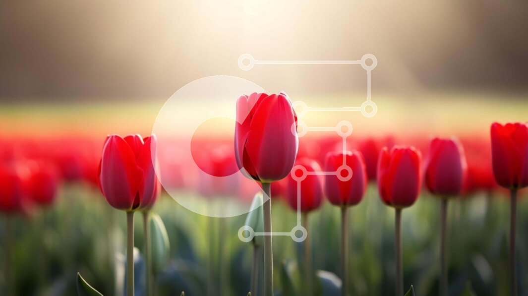 Intra Συλλεκτικό Ξύλινο Παζλ Plywood  4mm - Πεδίο με κόκκινες τουλίπες σε άνθιση με λαμπερό ήλιο Σε Ξύλινο Κουτί - Διαστάσεις: 10x10 cm – 25 κομμάτια