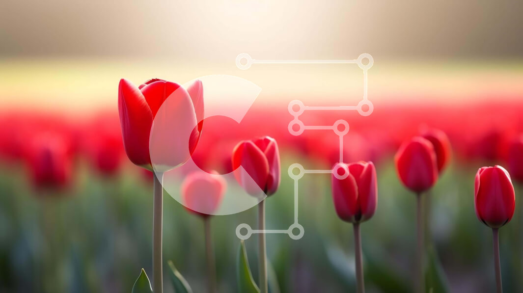 Intra Συλλεκτικό Ξύλινο Παζλ Plywood  4mm - Ζωντανές κόκκινες τουλίπες στο ζεστό φως του ήλιου Σε Ξύλινο Κουτί - Διαστάσεις: 10x10 cm – 25 κομμάτια