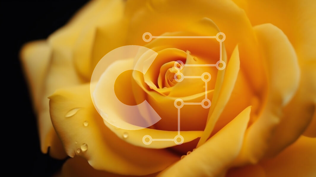 Intra Συλλεκτικό Ξύλινο Παζλ Plywood  4mm - Ζωντανό μονό κίτρινο τριαντάφυλλο με σταγονίδια νερού Σε Ξύλινο Κουτί - Διαστάσεις: 10x10 cm – 25 κομμάτια