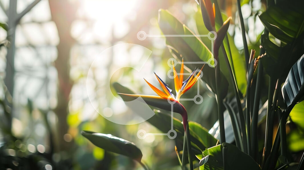 Intra Συλλεκτικό Ξύλινο Παζλ Plywood  4mm - Πολύχρωμο λουλούδι Bird of Paradise στον εσωτερικό κήπο Σε Ξύλινο Κουτί - Διαστάσεις: 10x10 cm – 25 κομμάτια