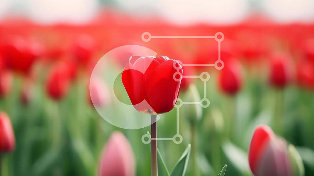 Intra Συλλεκτικό Ξύλινο Παζλ Plywood  4mm - Κόκκινη τουλίπα σε ένα χωράφι με ροζ και λευκά λουλούδια Σε Ξύλινο Κουτί - Διαστάσεις: 10x10 cm – 25 κομμάτια