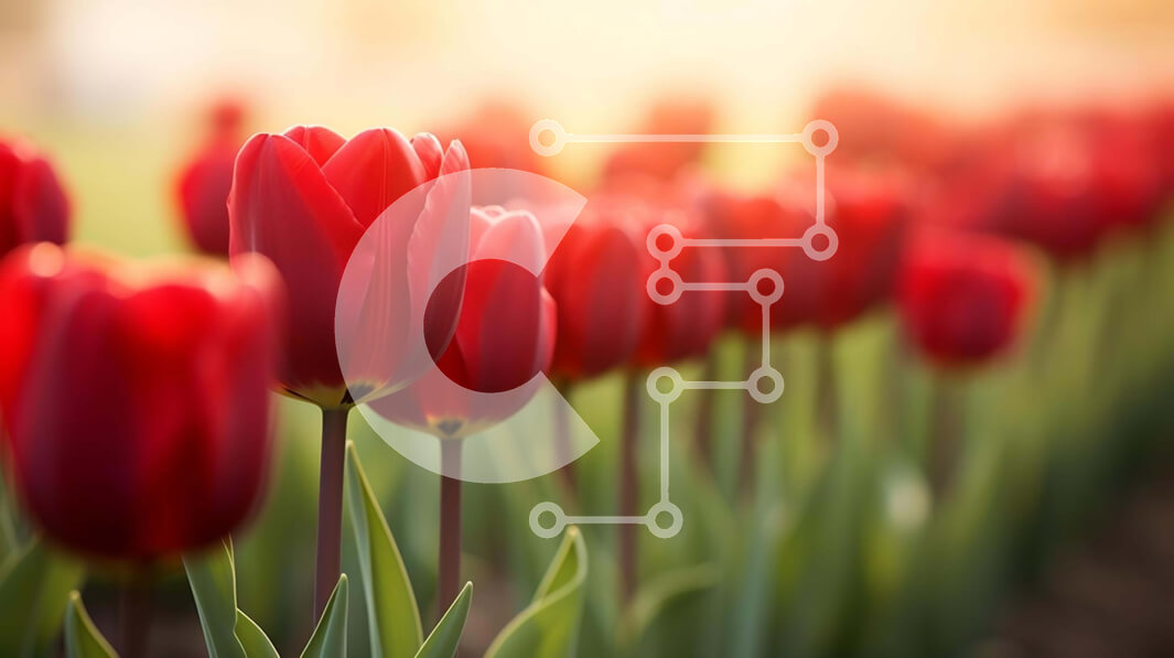 Intra Συλλεκτικό Ξύλινο Παζλ Plywood  4mm - Ανθισμένες κόκκινες τουλίπες με το φως του ήλιου Σε Ξύλινο Κουτί - Διαστάσεις: 10x10 cm – 25 κομμάτια