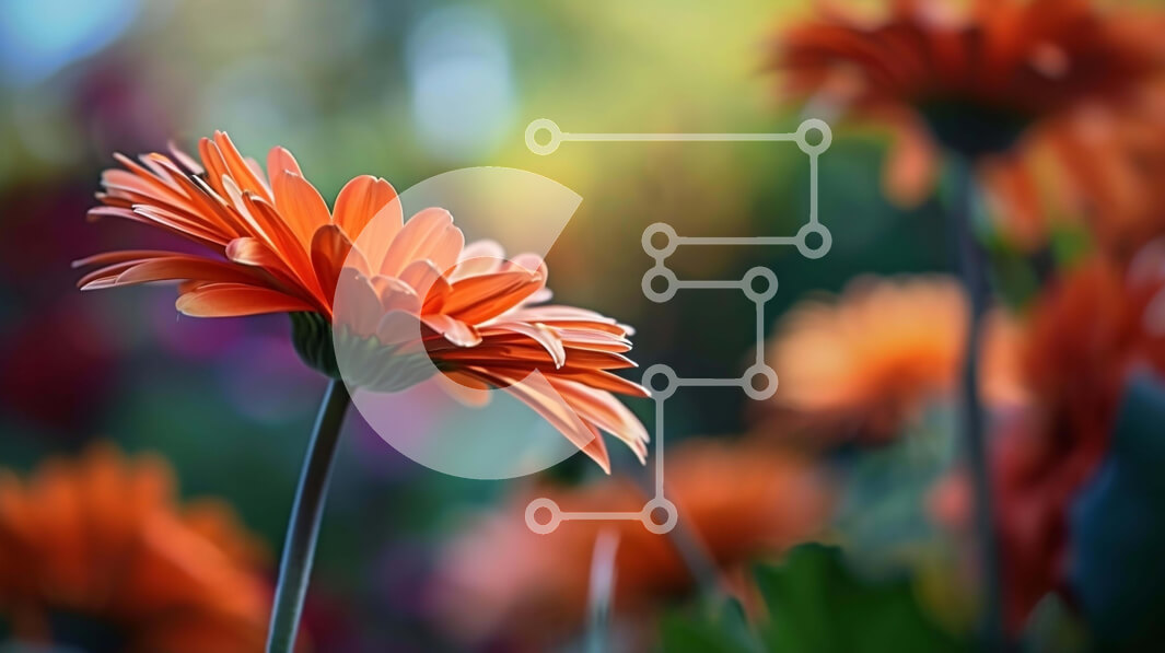 Intra Συλλεκτικό Ξύλινο Παζλ Plywood  4mm - Κοντινό πλάνο του πορτοκαλιού λουλουδιού σε ένα χωράφι Σε Ξύλινο Κουτί - Διαστάσεις: 10x10 cm – 25 κομμάτια