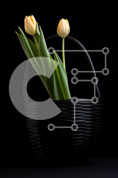 Σετ των 2 Intra Συλλεκτικό Ξύλινο Παζλ Plywood  4mm - Κίτρινες τουλίπες σε ένα ψάθινο καλάθι σε μαύρο φόντο Σε Ξύλινο Κουτί - Διαστάσεις: 10x10 cm – 25 κομμάτια