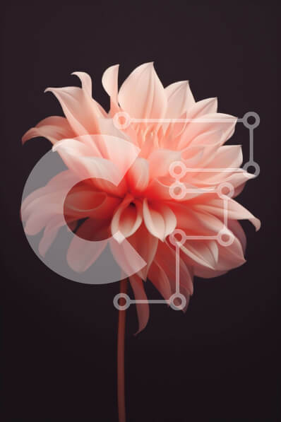 Σετ των 2 Intra Συλλεκτικό Ξύλινο Παζλ Plywood  4mm - Όμορφο ροζ λουλούδι σε μαύρο φόντο Σε Ξύλινο Κουτί - Διαστάσεις: 10x10 cm – 25 κομμάτια