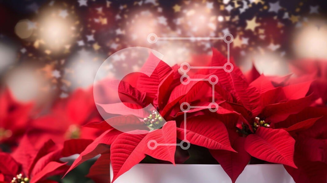 Intra Συλλεκτικό Ξύλινο Παζλ Plywood  4mm - Λευκό βάζο με κόκκινα λουλούδια Poinsettia - Γιορτινή διακόσμηση Σε Ξύλινο Κουτί - Διαστάσεις: 10x10 cm – 25 κομμάτια