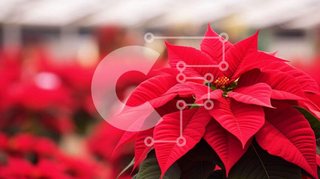 Intra Συλλεκτικό Ξύλινο Παζλ Plywood  4mm - Κόκκινα φυτά Poinsettia σε φυτώριο εσωτερικού χώρου Σε Ξύλινο Κουτί - Διαστάσεις: 10x10 cm – 25 κομμάτια