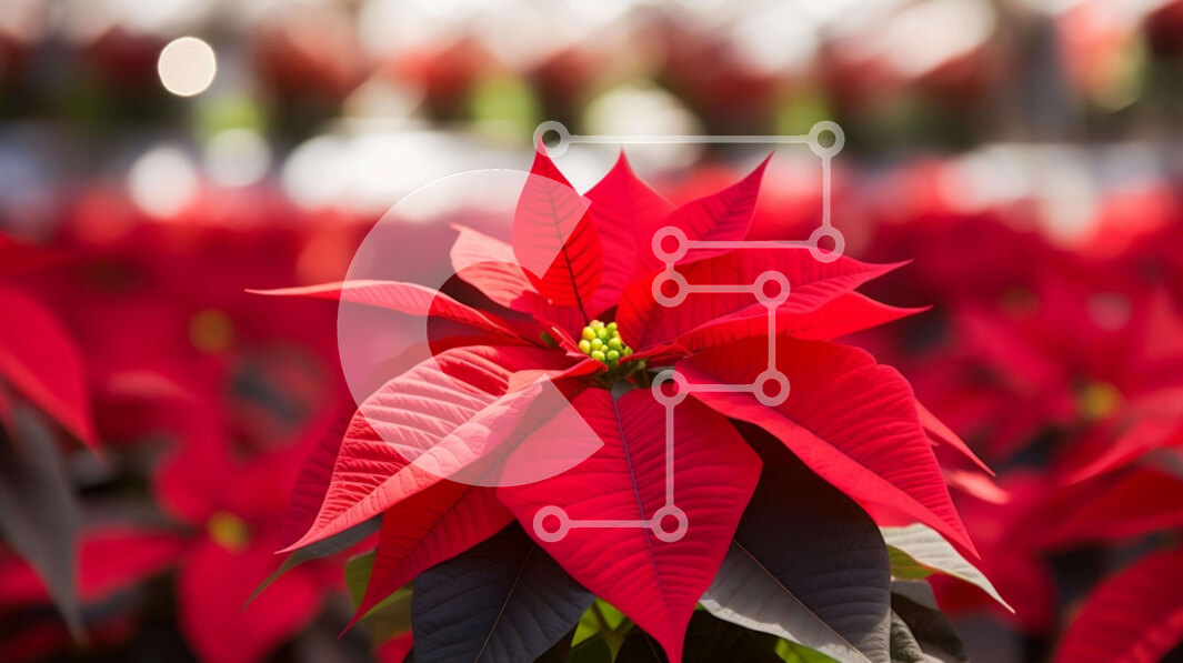 Intra Συλλεκτικό Ξύλινο Παζλ Plywood  4mm - Εσωτερικός κήπος με κόκκινα φυτά Poinsettia Σε Ξύλινο Κουτί - Διαστάσεις: 10x10 cm – 25 κομμάτια