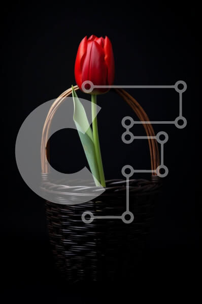 Σετ των 2 Intra Συλλεκτικό Ξύλινο Παζλ Plywood  4mm - Μονή κόκκινη τουλίπα σε ένα καλάθι σε μαύρο φόντο Σε Ξύλινο Κουτί - Διαστάσεις: 10x10 cm – 25 κομμάτια