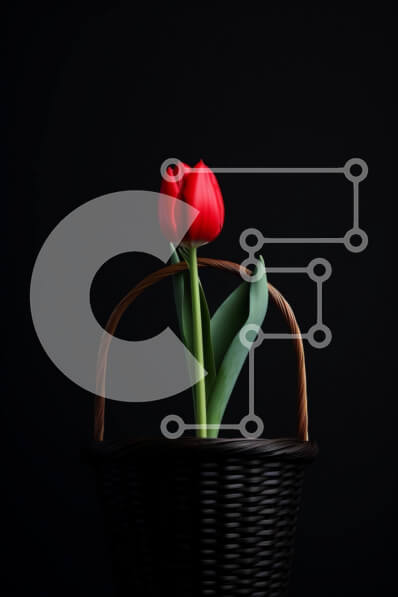 Σετ των 2 Intra Συλλεκτικό Ξύλινο Παζλ Plywood  4mm - Μονό κόκκινο λουλούδι τουλίπας σε καλάθι σε σκούρο φόντο Σε Ξύλινο Κουτί - Διαστάσεις: 10x10 cm – 25 κομμάτια