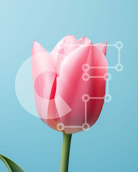 Intra Συλλεκτικό Ξύλινο Παζλ Plywood  4mm - Μονό ροζ λουλούδι τουλίπας σε μπλε φόντο Σε Ξύλινο Κουτί - Διαστάσεις: 10x10 cm – 25 κομμάτια