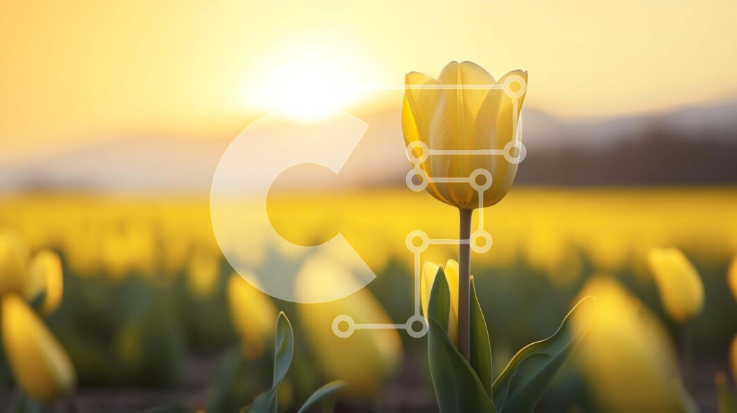 Intra Συλλεκτικό Ξύλινο Παζλ Plywood  4mm - Κίτρινη τουλίπα στο ανοιχτό πεδίο με το ηλιοβασίλεμα Σε Ξύλινο Κουτί - Διαστάσεις: 10x10 cm – 25 κομμάτια