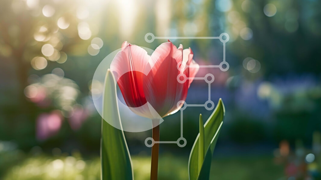 Intra Συλλεκτικό Ξύλινο Παζλ Plywood  4mm - Μονή ροζ τουλίπα σε ανοιχτό πεδίο με φως του ήλιου Σε Ξύλινο Κουτί - Διαστάσεις: 10x10 cm – 25 κομμάτια