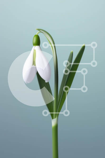 Σετ των 2 Intra Συλλεκτικό Ξύλινο Παζλ Plywood  4mm - Μονό λουλούδι χιονοστιβάδας στο έδαφος Σε Ξύλινο Κουτί - Διαστάσεις: 10x10 cm – 25 κομμάτια