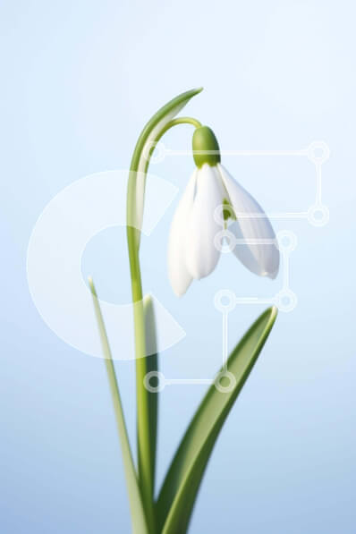 Σετ των 2 Intra Συλλεκτικό Ξύλινο Παζλ Plywood  4mm - Μονό λευκό λουλούδι χιονοστιβάδας στην πρώιμη ανοιξιάτικη άνθιση Σε Ξύλινο Κουτί - Διαστάσεις: 10x10 cm – 25 κομμάτια