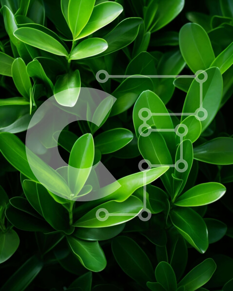 Intra Συλλεκτικό Ξύλινο Παζλ Plywood  4mm - Κοντινό πλάνο των πράσινων φύλλων στη φύση Σε Ξύλινο Κουτί - Διαστάσεις: 10x10 cm – 25 κομμάτια