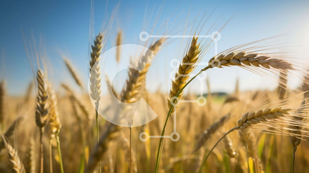 Intra Συλλεκτικό Ξύλινο Παζλ Plywood  4mm - Χρυσό σιτάρι σε πλήρη άνθιση Σε Ξύλινο Κουτί - Διαστάσεις: 10x10 cm – 25 κομμάτια