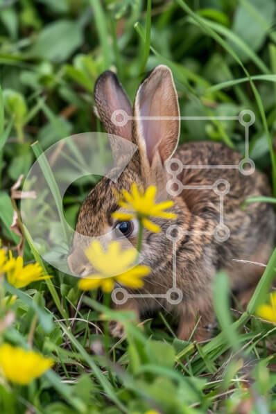 Σετ των 2 Intra Συλλεκτικό Ξύλινο Παζλ Plywood  4mm - Περίεργο κουνέλι στο φυσικό βιότοπο Σε Ξύλινο Κουτί - Διαστάσεις: 10x10 cm – 25 κομμάτια