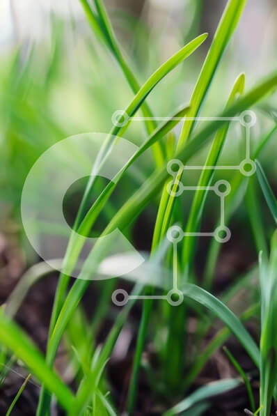 Σετ των 2 Intra Συλλεκτικό Ξύλινο Παζλ Plywood  4mm - Φρεσκοκομμένο πράσινο γρασίδι κινηματογράφηση σε πρώτο πλάνο Σε Ξύλινο Κουτί - Διαστάσεις: 10x10 cm – 25 κομμάτια