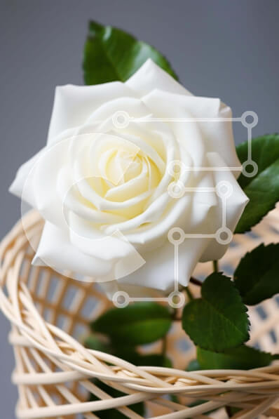 Σετ των 2 Intra Συλλεκτικό Ξύλινο Παζλ Plywood  4mm - Λευκό τριαντάφυλλο σε ψάθινο καλάθι Σε Ξύλινο Κουτί - Διαστάσεις: 10x10 cm – 25 κομμάτια