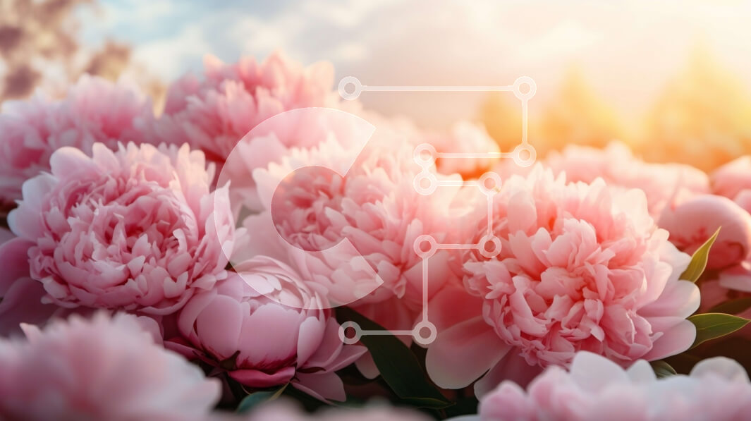 Intra Συλλεκτικό Ξύλινο Παζλ Plywood  4mm - Ανθοδέσμη με ροζ παιώνιες Σε Ξύλινο Κουτί - Διαστάσεις: 10x10 cm – 25 κομμάτια