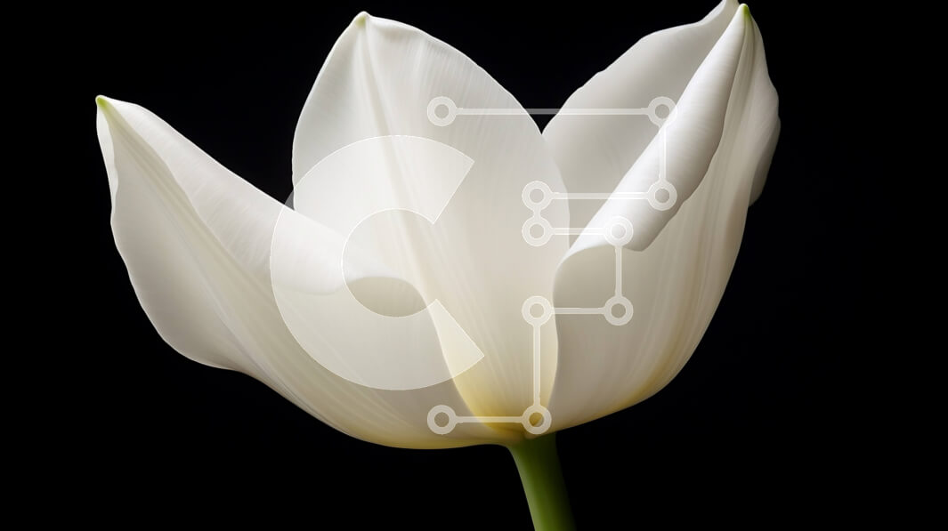 Intra Συλλεκτικό Ξύλινο Παζλ Plywood  4mm - Μονό λευκό λουλούδι τουλίπας σε μαύρο φόντο Σε Ξύλινο Κουτί - Διαστάσεις: 10x10 cm – 25 κομμάτια