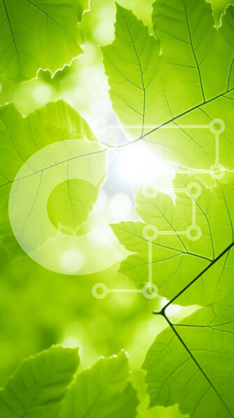 Σετ των 2 Intra Συλλεκτικό Ξύλινο Παζλ Plywood  4mm - Κοντινό πλάνο πράσινων φύλλων με φιλτράρισμα του ηλιακού φωτός Σε Ξύλινο Κουτί - Διαστάσεις: 10x10 cm – 25 κομμάτια