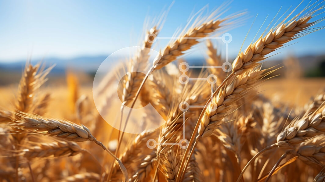 Intra Συλλεκτικό Ξύλινο Παζλ Plywood  4mm - Γραφική εικόνα του χρυσού χωραφιού σίτου σε μια καθαρή μέρα Σε Ξύλινο Κουτί - Διαστάσεις Puzzle: 10x10 cm – 25 κομμάτια