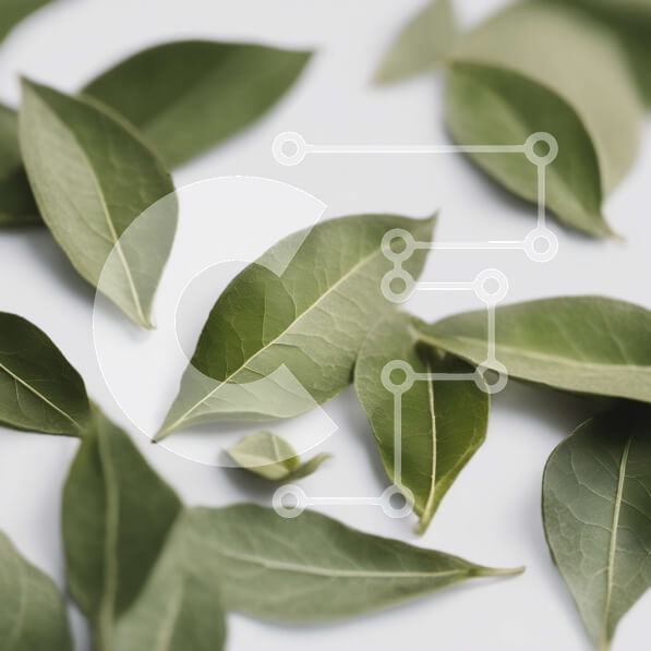 Intra Συλλεκτικό Ξύλινο Παζλ Plywood  4mm - Πράσινα φύλλα τοποθετημένα σε κύκλο σε λευκή επιφάνεια Σε Ξύλινο Κουτί - Διαστάσεις: 10x10 cm – 25 κομμάτια