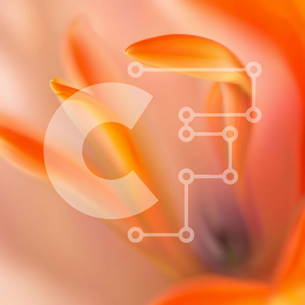 Intra Συλλεκτικό Ξύλινο Παζλ Plywood  4mm - Όμορφη κινηματογράφηση σε πρώτο πλάνο πορτοκαλί τουλίπας με ελαφρώς ανοιχτά πέταλα Σε Ξύλινο Κουτί - Διαστάσεις: 10x10 cm – 25 κομμάτια