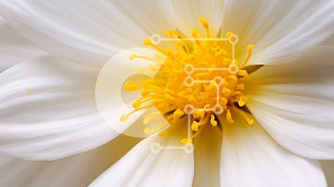 Intra Συλλεκτικό Ξύλινο Παζλ Plywood  4mm - Κοντινό πλάνο ενός λευκού λουλουδιού μαργαρίτας με κίτρινα κέντρα Σε Ξύλινο Κουτί - Διαστάσεις: 10x10 cm – 25 κομμάτια