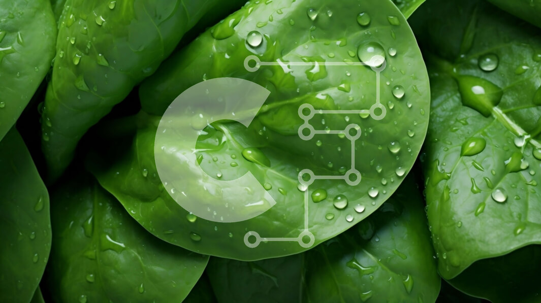 Σετ των 2 Intra Συλλεκτικό Ξύλινο Παζλ Plywood  4mm - Κοντινό πλάνο του φυλλώδους πράσινου λαχανικού με σταγονίδια νερού Σε Ξύλινο Κουτί - Διαστάσεις: 10x10 cm – 25 κομμάτια