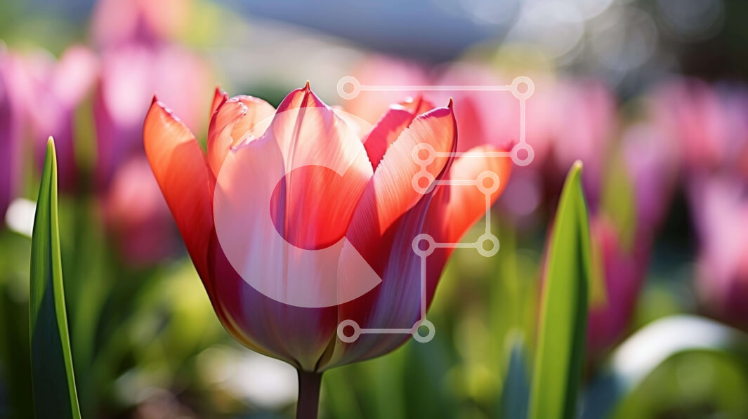 Intra Συλλεκτικό Ξύλινο Παζλ Plywood  4mm - Ζωντανό κόκκινο και ροζ λουλούδι τουλίπας σε πλούσια πράσινη βλάστηση Σε Ξύλινο Κουτί - Διαστάσεις: 10x10 cm – 25 κομμάτια