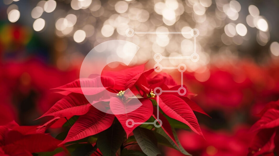 Intra Συλλεκτικό Ξύλινο Παζλ Plywood  4mm - Κόκκινο λουλούδι Poinsettia με πολύχρωμα φώτα και Bokeh Σε Ξύλινο Κουτί - Διαστάσεις: 10x10 cm – 25 κομμάτια