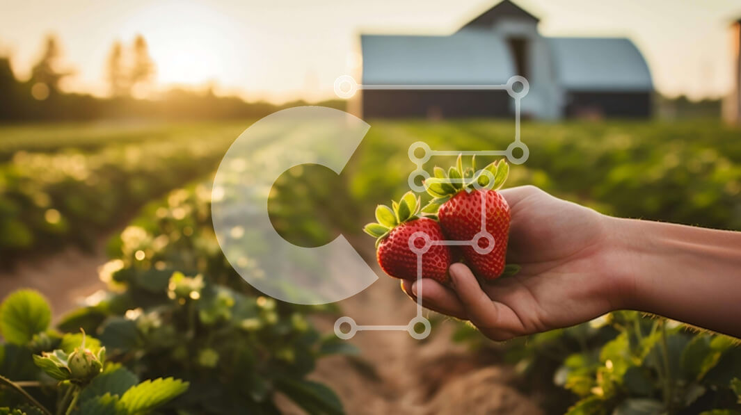 Intra Συλλεκτικό Ξύλινο Παζλ Plywood  4mm - Χέρι που κρατά φρέσκες φράουλες σε ένα γεωργικό χωράφι Σε Ξύλινο Κουτί - Διαστάσεις: 10x10 cm – 25 κομμάτια