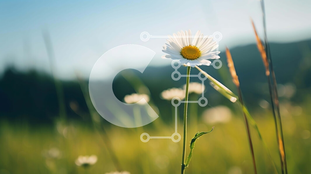 Intra Συλλεκτικό Ξύλινο Παζλ Plywood  4mm - Λευκή μαργαρίτα σε ανοιχτό χωράφι με ψηλό γρασίδι Σε Ξύλινο Κουτί - Διαστάσεις: 10x10 cm – 25 κομμάτια