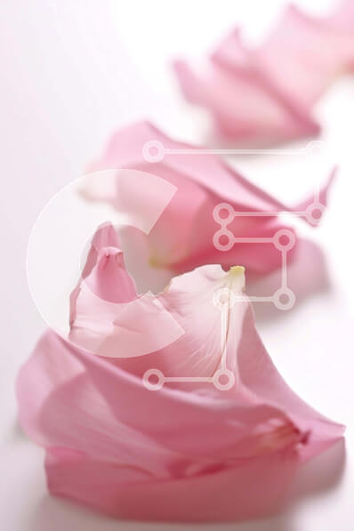 Σετ των 2 Intra Συλλεκτικό Ξύλινο Παζλ Plywood  4mm - Διάσπαρτα ροζ πέταλα σε λευκή επιφάνεια Σε Ξύλινο Κουτί - Διαστάσεις: 10x10 cm – 25 κομμάτια