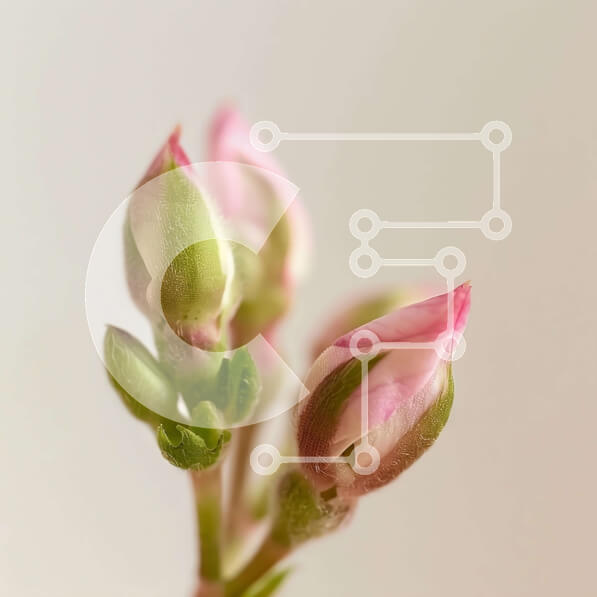 Intra Συλλεκτικό Ξύλινο Παζλ Plywood  4mm - Κοντινό πλάνο ροζ λουλουδιών σε λευκό φόντο Σε Ξύλινο Κουτί - Διαστάσεις: 10x10 cm – 25 κομμάτια