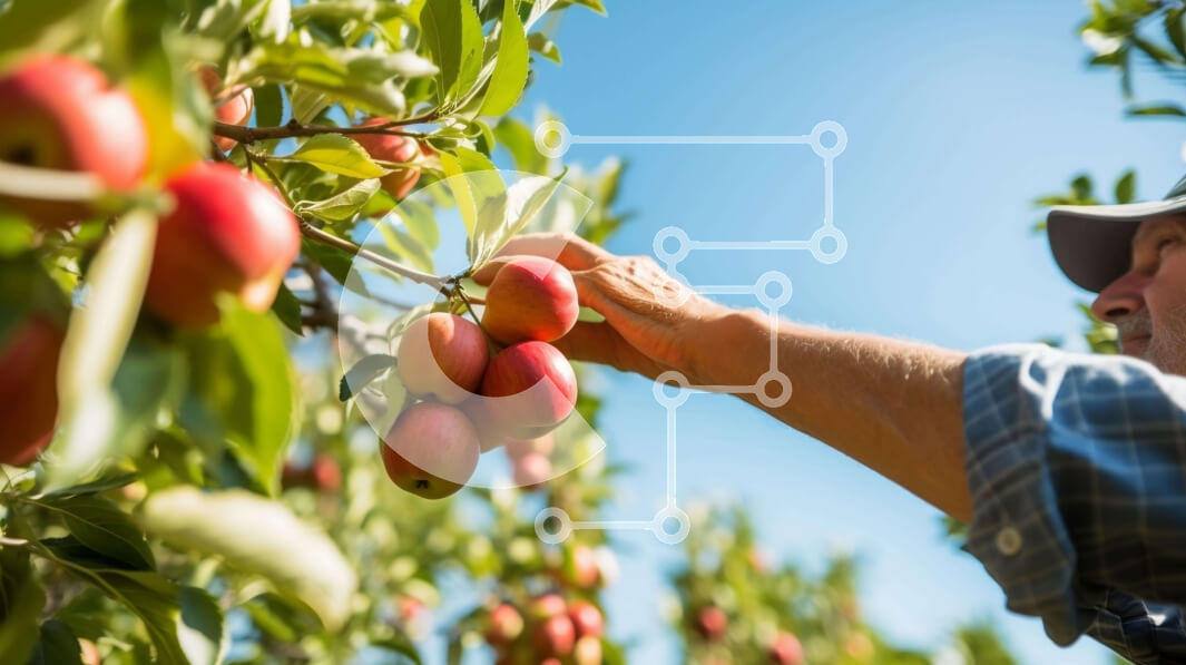 Intra Συλλεκτικό Ξύλινο Παζλ Plywood  4mm - Άτομο που μαζεύει μήλα σε ένα περιβόλι Σε Ξύλινο Κουτί - Διαστάσεις: 10x10 cm – 25 κομμάτια