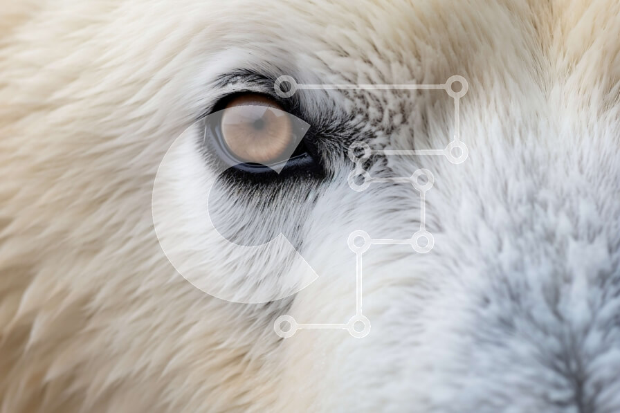 Σετ των 2 Intra Συλλεκτικό Ξύλινο Παζλ Plywood  4mm - Όμορφη κοντινή εικόνα του προσώπου μιας λευκής αρκούδας Σε Ξύλινο Κουτί - Διαστάσεις: 10x10 cm – 25 κομμάτια