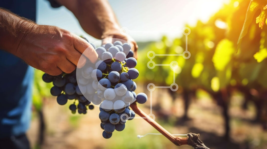 Intra Συλλεκτικό Ξύλινο Παζλ Plywood  4mm - Άνθρωπος που μαζεύει σταφύλια από τον αμπελώνα κατά τη διάρκεια του καλοκαιριού Σε Ξύλινο Κουτί - Διαστάσεις: 10x10 cm – 25 κομμάτια