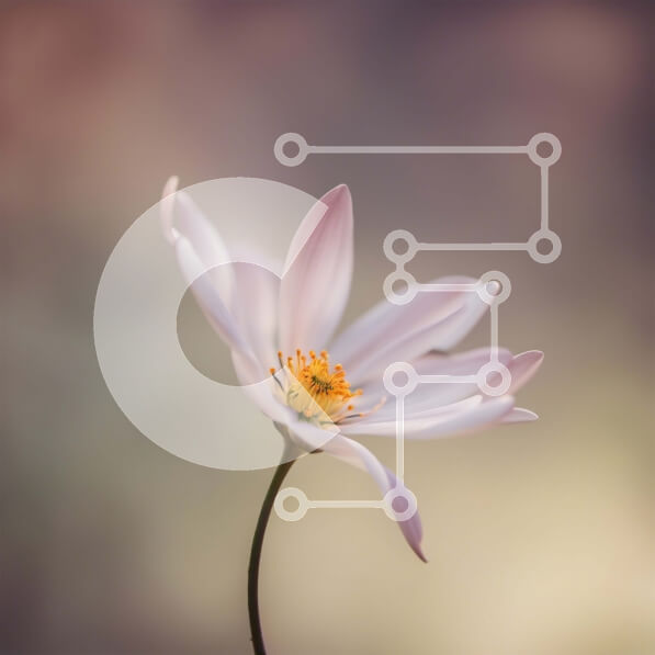 Intra Συλλεκτικό Ξύλινο Παζλ Plywood  4mm - Όμορφη κινηματογράφηση σε πρώτο πλάνο ενός λευκού λουλουδιού με ένα κίτρινο κέντρο Σε Ξύλινο Κουτί - Διαστάσεις: 10x10 cm – 25 κομμάτια