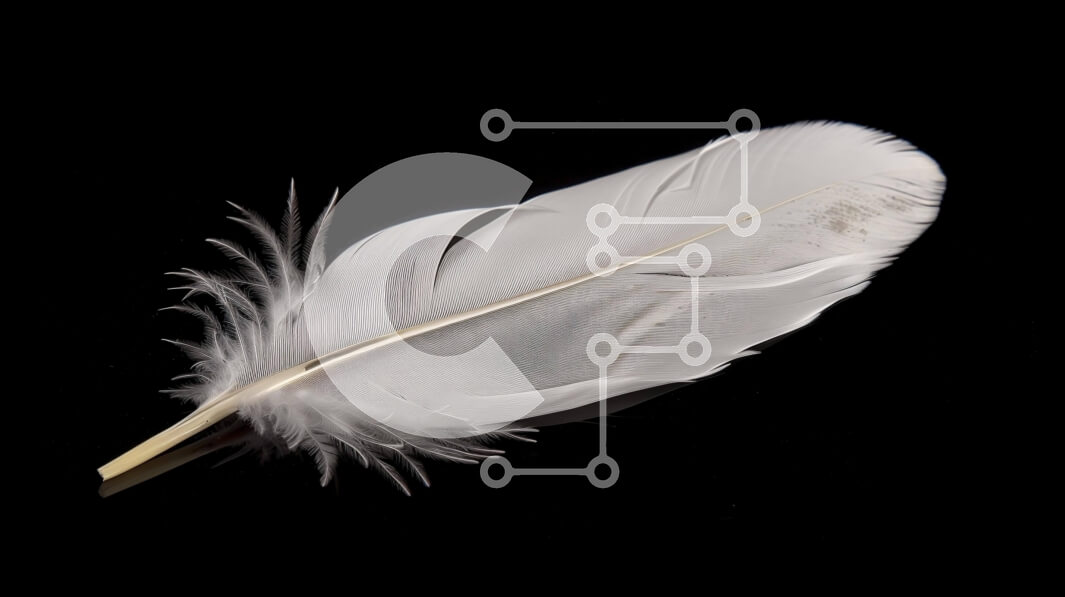 Intra Συλλεκτικό Ξύλινο Παζλ Plywood  4mm - Κομψό ενιαίο λευκό φτερό σε μαύρο φόντο Σε Ξύλινο Κουτί - Διαστάσεις: 10x10 cm – 25 κομμάτια