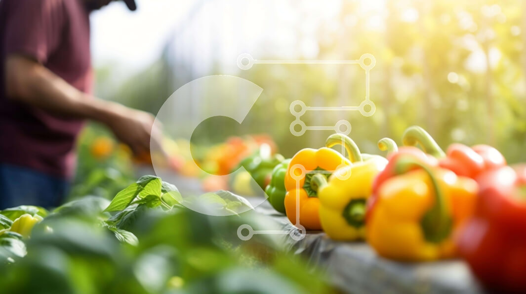 Σετ των 2 Intra Συλλεκτικό Ξύλινο Παζλ Plywood  4mm - Άνθρωπος που μαζεύει φρέσκες πιπεριές στο βιολογικό αγρόκτημα Σε Ξύλινο Κουτί - Διαστάσεις: 10x10 cm – 25 κομμάτια